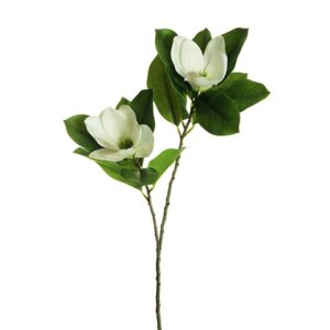 MAGNOLIA