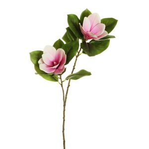MAGNOLIA