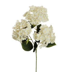 HYDRANGEA