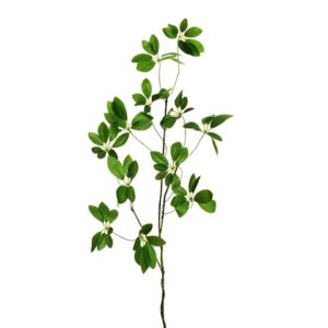SCHEFFLERA