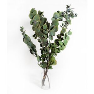 CINEREA