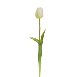 TULIPANO