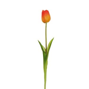 TULIPANO