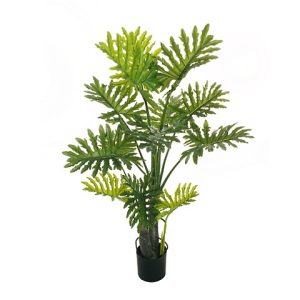PHILODENDRON PIANTA