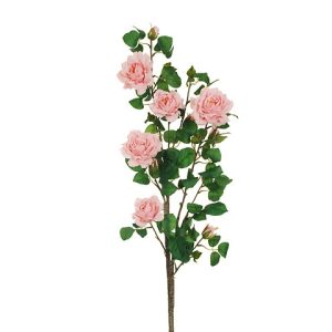 ROSA SELVATICA