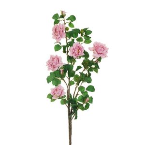 ROSA SELVATICA