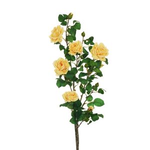 ROSA SELVATICA