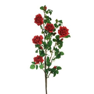 ROSA SELVATICA