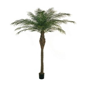 PALMA PIANTA
