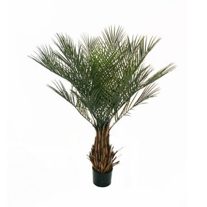 PALMA PIANTA