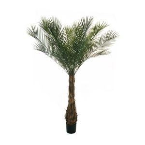 PALMA PIANTA