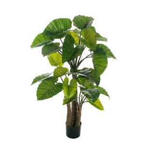 ALOCASIA PIANTA