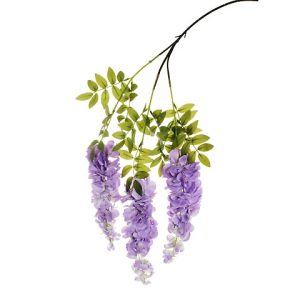 WISTERIA