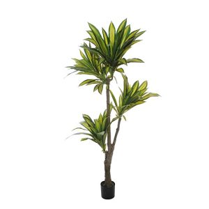 DRACAENA PIANTA
