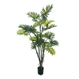 PHILODENDRON PIANTA