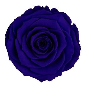 ROSE STAB. MIS.LL