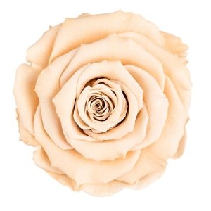 ROSE STAB. MIS.LL