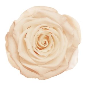 ROSE STAB. MIS.LL