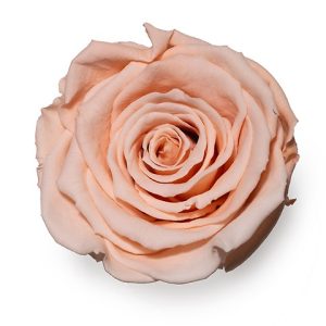ROSE STAB. MIS.LL