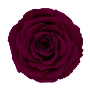 ROSE STAB. MIS.LL