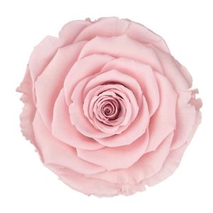 ROSE STAB. MIS.LL