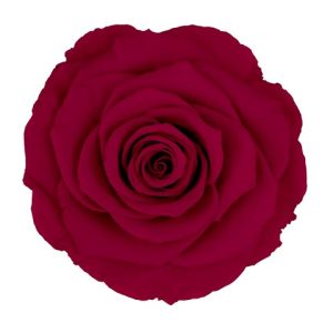 ROSE STAB. MIS.LL