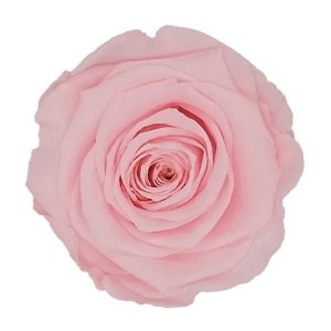 ROSE STAB. MIS.LL