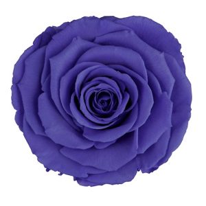 ROSE STAB. MIS.LL