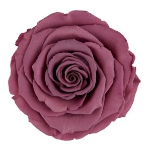 ROSE STAB. MIS.LL