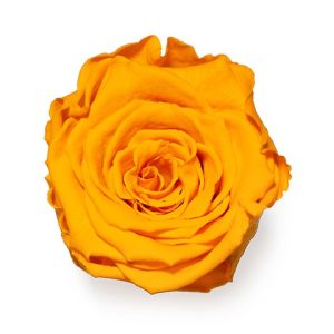 ROSE STAB. MIS.LL