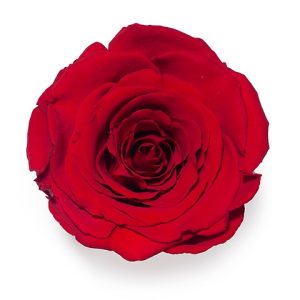 ROSE STAB. MIS.S