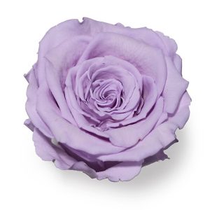 ROSE STAB. MIS.S