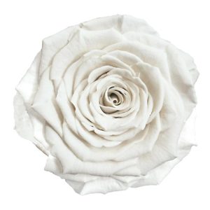 ROSE STAB. MIS.S