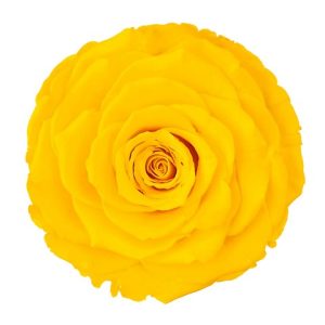 ROSE STAB. MIS.S