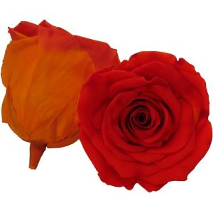 ROSE STAB. MIS.XL