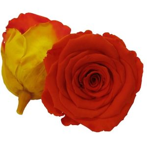 ROSE STAB. MIS.XL