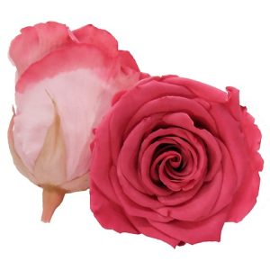 ROSE STAB. MIS.XL