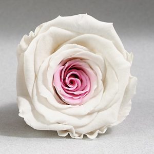 ROSE STAB. MIS.XL