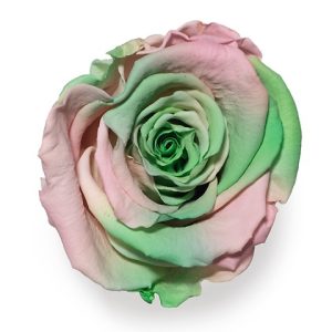 ROSE STAB. MIS.XL
