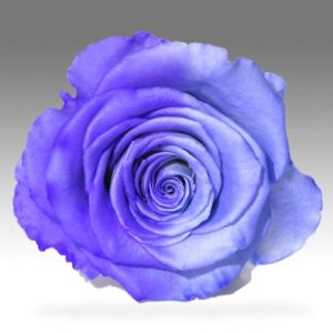 ROSE STAB. MIS.XL