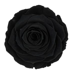 ROSE STAB. MIS.XL