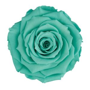 ROSE STAB. MIS.XL