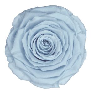 ROSE STAB. MIS.XL