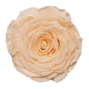 ROSE STAB. MIS.XL