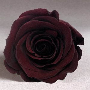 ROSE STAB. MIS.XL