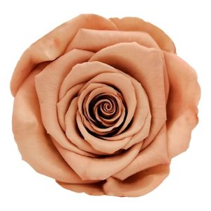 ROSE STAB. MIS.XL