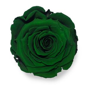 ROSE STAB. MIS.XL