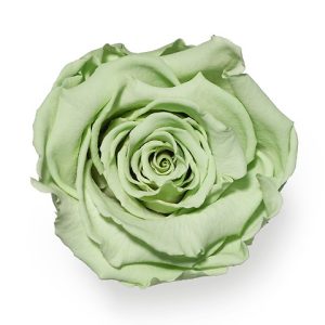 ROSE STAB. MIS.XL