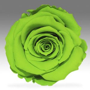 ROSE STAB. MIS.XL