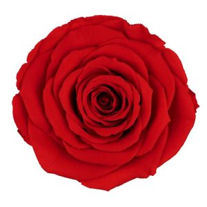ROSE STAB. MIS.XL